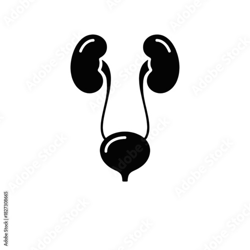 Vector illustration of human internal organs kidney and bladder