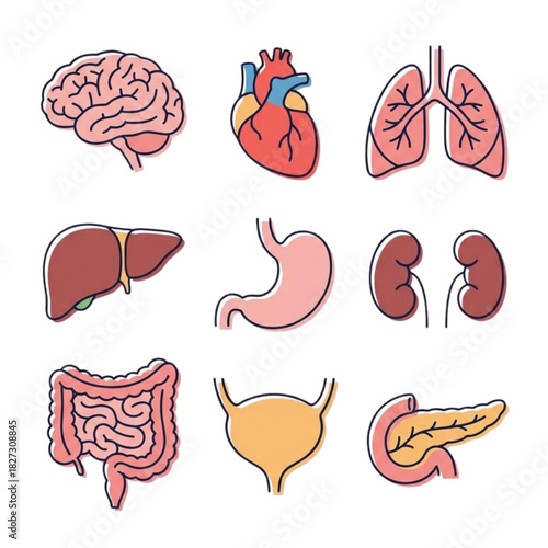 Vector set of human internal anatomy organs heart brain liver medical design illustration