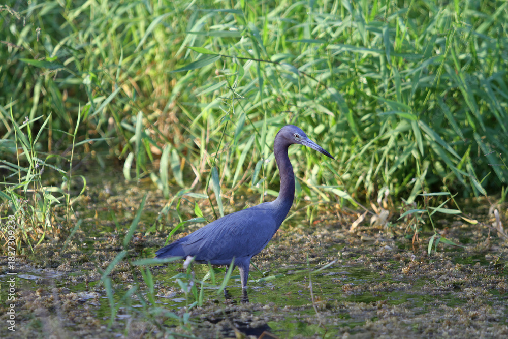 Naklejka premium Little Blue Heron in Marsh, Right-Facing, Side Profile