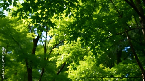 Sunlit Green Trees with Natural Outdoor Light