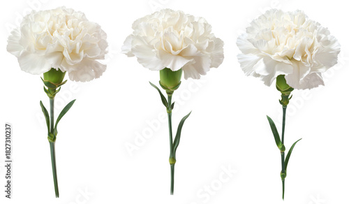 three white carnation flowers on white background