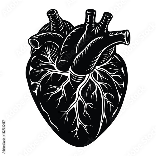 Watercolor style anatomical heart illustration con