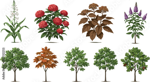 Set of detailed vector illustrations of flowering garden plants and various deciduous trees, representing nature, botany, autumn foliage, and landscape design elements