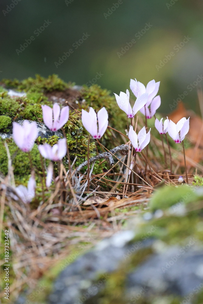 Fototapeta premium Cyclamen forest floor. High quality photo
