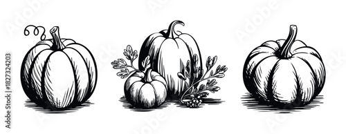 Hand drawn sketch of three pumpkins with leaves and berries, perfect for autumn harvest themes and seasonal decoration projects