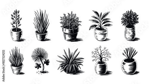 Collection of hand drawn potted plants in a linocut style, perfect for nature themed presentations and organic branding projects