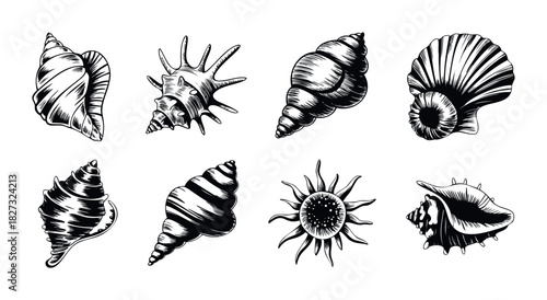 Collection of realistic black and white seashell drawings perfect for ocean themed projects and summer decorations
