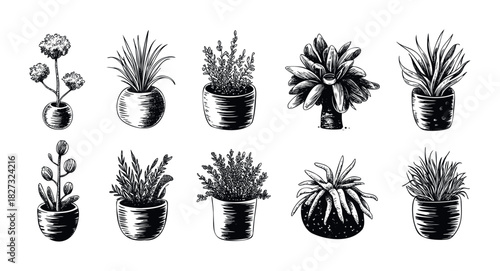 Collection of various potted houseplants rendered in a classic black and white sketch style, perfect for botanical content, home decor themes, and organic graphic applications.