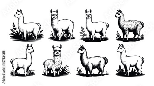 Collection of handdrawn llama portraits in various poses and with surrounding foliage, ideal for greeting cards, apparel, and farm animal themes.