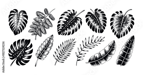 Collection of black and white tropical monstera and palm leaves for naturethemed backgrounds and decorative purposes