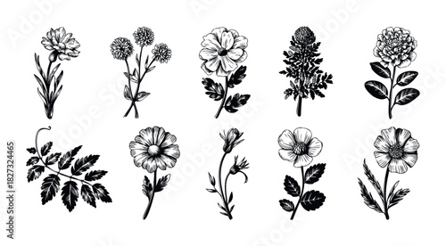 Collection of handdrawn botanical elements featuring diverse flower types and leafy branches, perfect for naturethemed graphic projects and decorative accents.