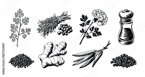 Collection of fresh herbs, spices, and a pepper mill depicted in a handdrawn, engraved style, perfect for culinary content and foodrelated themes.