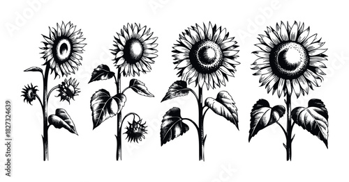 Vintage black and white sketches of sunflowers with leaves and stems, perfect for botanical prints, agricultural themes, or decorative projects