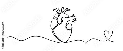 Single line continuous drawing of a human heart with flowing lines connecting to a heart shape, perfect for medical, health, or love related projects and celebrations.