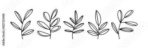 Collection of hand drawn botanical branches with leaves for organic branding and nature inspired graphic applications