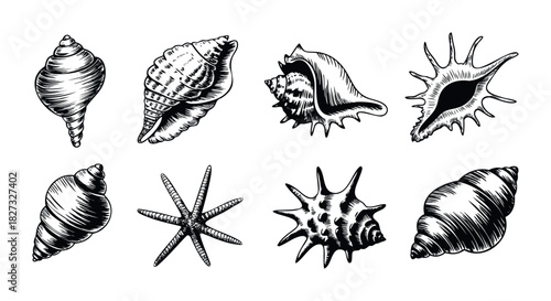 Collection of eight black and white ink sketch drawings of various seashells and a starfish for beach theme use