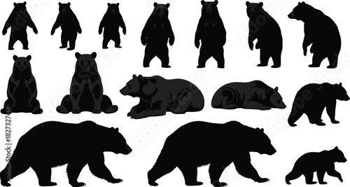 Set of black bear silhouettes vector illustration showing standing walking and sitting poses isolated on white background