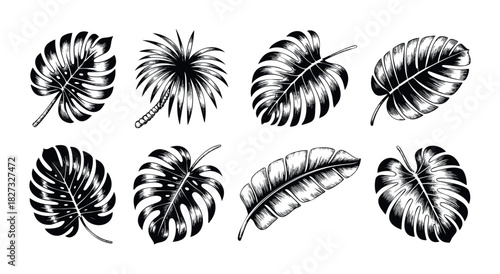 Collection of detailed botanical drawings of tropical palm leaves and monstera foliage, perfect for graphic projects and naturethemed themes conveying freshness and exoticism.