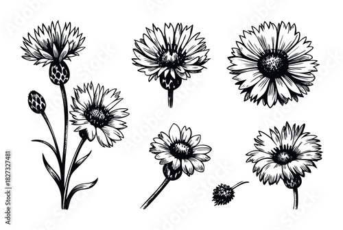 Hand drawn black and white floral elements featuring detailed flower illustrations and buds, perfect for botanical and decorative applications.