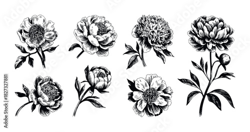 Hand drawn black and white peony flower and bud collection, botanical sketch for floral design projects and decorative applications