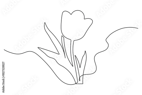 Minimalist style spring tulip illustration continuous line drawing plant