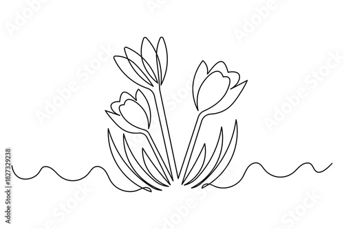 Single line art illustration of classic tulip flowers isolated outline