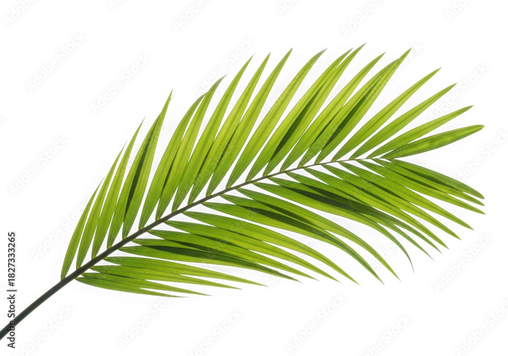 Fototapeta premium Green tropical palm leaf isolated on transparent background