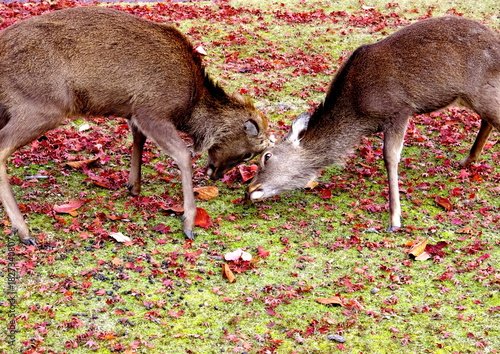 宮島の鹿と紅葉