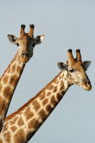 Two Giraffes photographed in Namibia