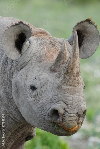 Black Rhino photographed in Namibia. 