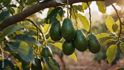 Avocados growing on a tree branch in bright sunlight