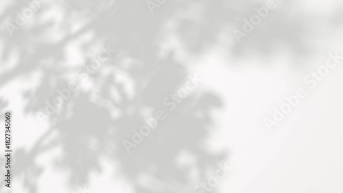 Serenity shadow leafs tree branches movement on white backgrounds footage video rendering