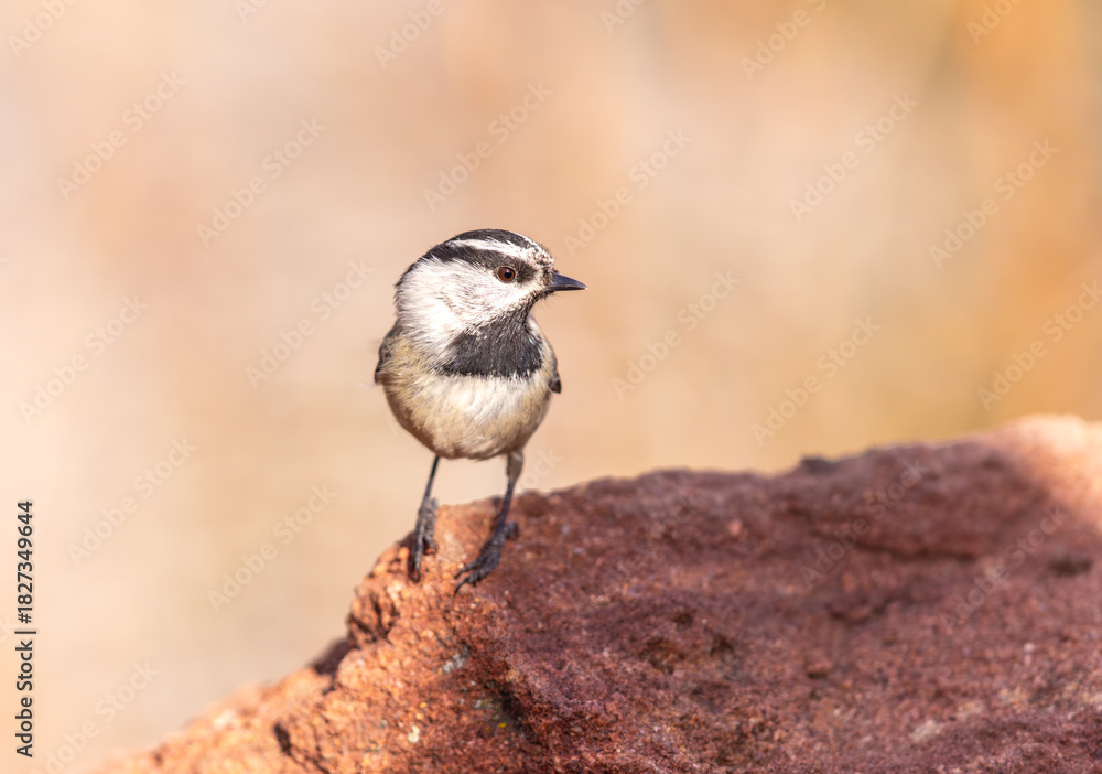 Obraz premium Mountain Chickadee perched on a rock