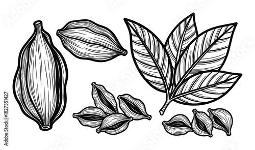 Cardamom pods. Spice ingredient. Botanical drawing. Natural aroma. Herbal food. Organic flavor.