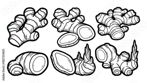 Ginger root set. Whole, sliced, and sprouted ginger. Hand-drawn illustrations.