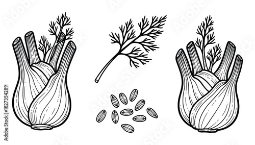 Fennel bulbs and seeds. Hand drawn sprig. Organic food illustration. Herbal plant sketches vector.