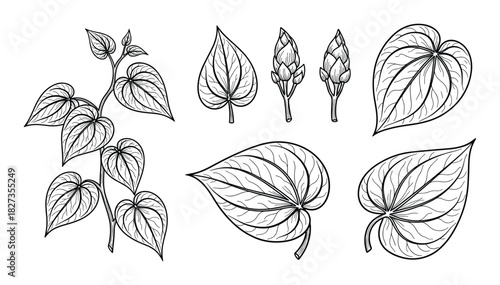 Betel leaves, betel vine, buds set, herbal medicine, natural plant illustrations, organic spice