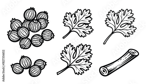 Coriander seeds and fresh cilantro leaves. Culinary herbs. Spices set. Aromatic ingredients.