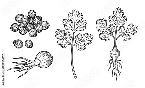 Hand drawn coriander elements. Seeds, leaves, whole plant with root. Sketch style seasoning component.