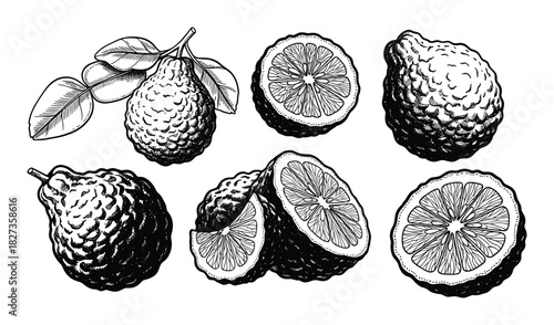 Bergamot fruit illustrations, whole and sliced, citrus fruit sketches, botanical drawings.