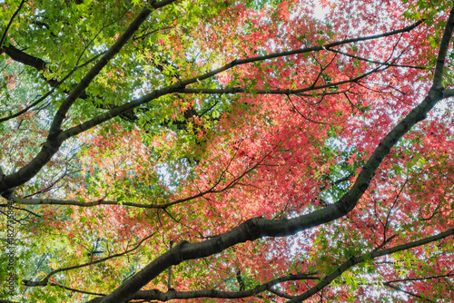 秋・冬の日本の季節の風景　紅葉した森の木々　川・湖の水面の太陽の光の反射でキラキラ美しい輝くカエデの木の葉　観光・旅行・自然・アウトドアの背景