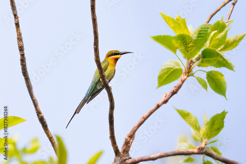 Blue Tailed Bee-eater perched on a tree