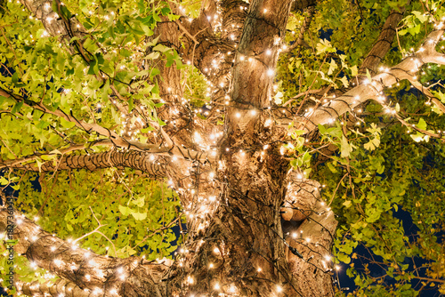 秋・冬　紅葉の色づいた銀杏の葉に施されたイルミネーションの電飾の光　クリスマス・ホリデー・イベント・美しいデコレーションの背景