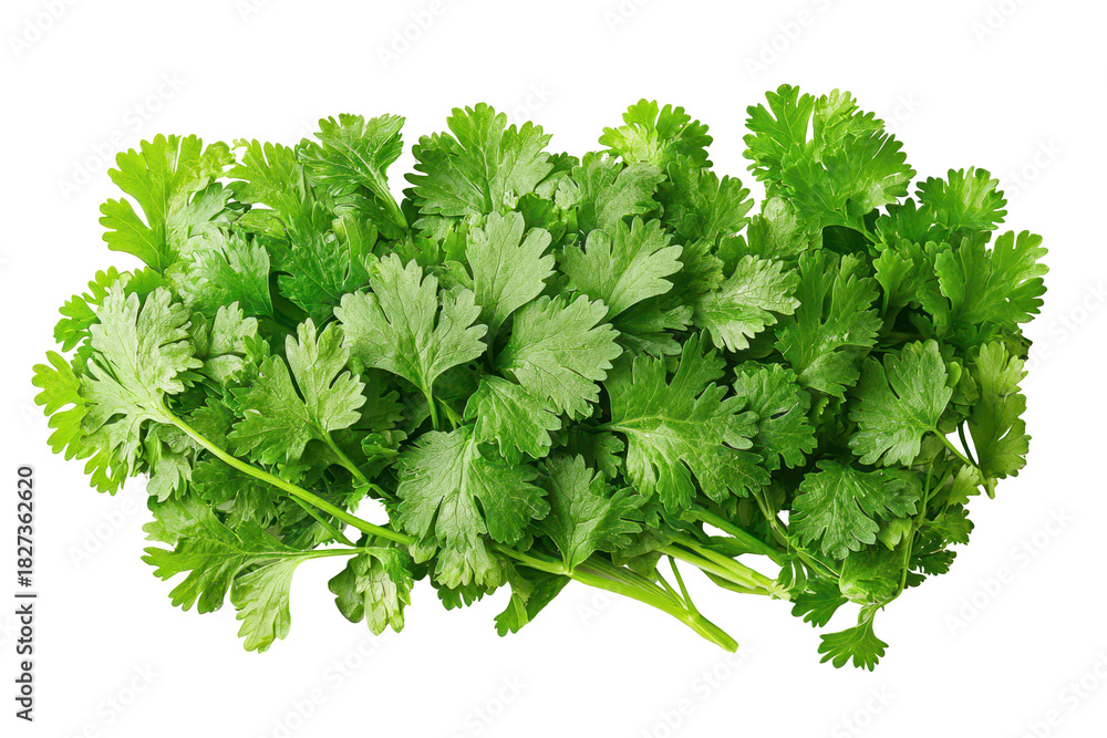 Fototapeta premium Ground coriander scattered loosely showcasing fine texture and earthy color with a transparent background.
