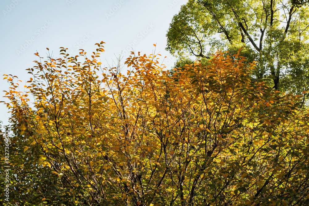 Naklejka premium 秋・木漏れ日に当たり赤く染まった森の木々の葉の紅葉の風景背景 壁紙・日本・季節・四季・オレンジ・赤・楓・アウトドア
