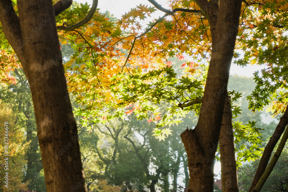 Obraz premium 秋・木漏れ日に当たり赤く染まった森の木々の葉の紅葉の風景背景 壁紙・日本・季節・四季・オレンジ・赤・楓・アウトドア
