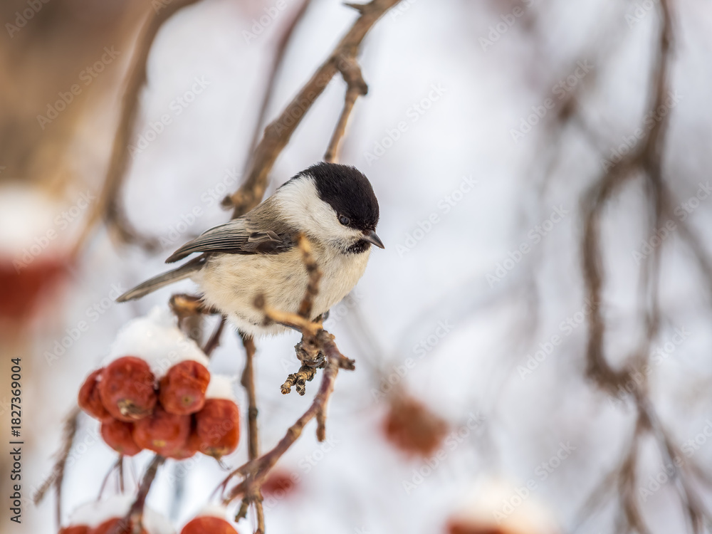 Obraz premium Cute bird the willow tit, song bird sitting on a branch without leaves in the winter.