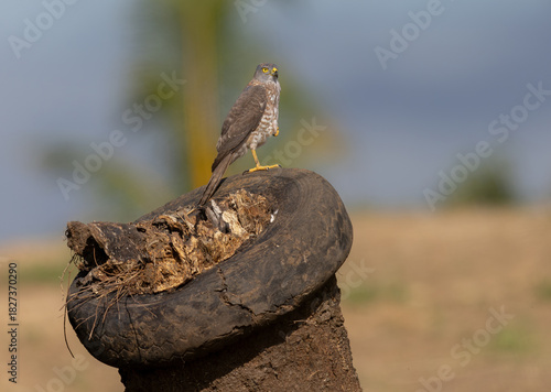 Fiji Goshawk perched next to a discarded tire