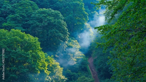 Lush green forest canopy with sunbeams piercing through mist and a winding dirt path below