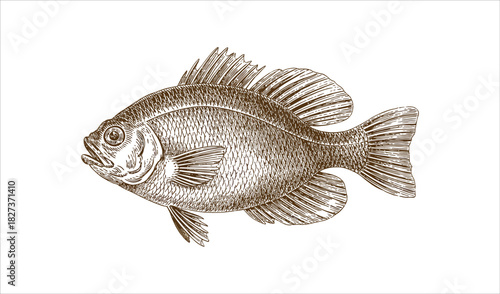 Retro Style Fish Engraving - Classic Marine Animal Sketch